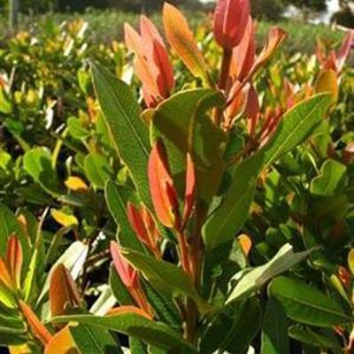 1 to 7 September is National Arbor Week