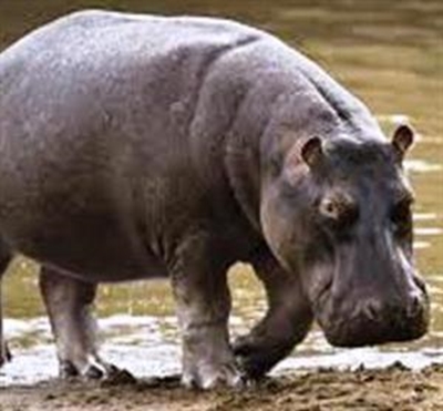 Gondwana homes ‘famous’ hippo