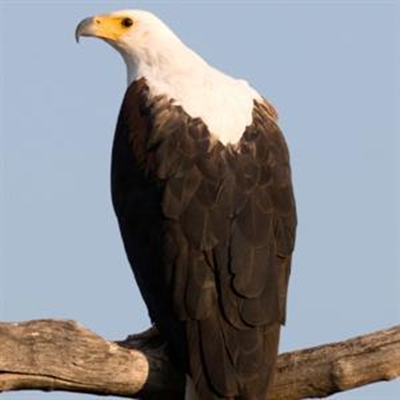 Unique birding experience