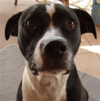 Missing dog snatched for dog-fighting?