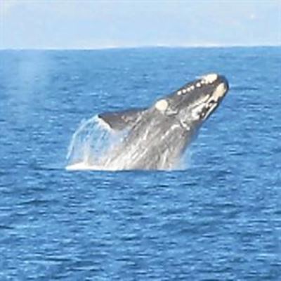 Walvisse baljaar in die baai