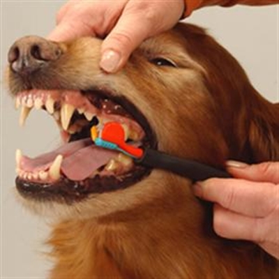Oral care for pets