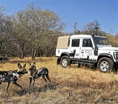 Land Rover - Defender of Wild Dogs