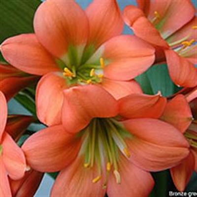 Annual clivia show this weekend
