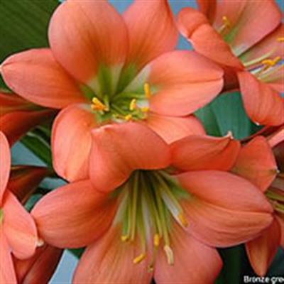 Annual clivia show this weekend
