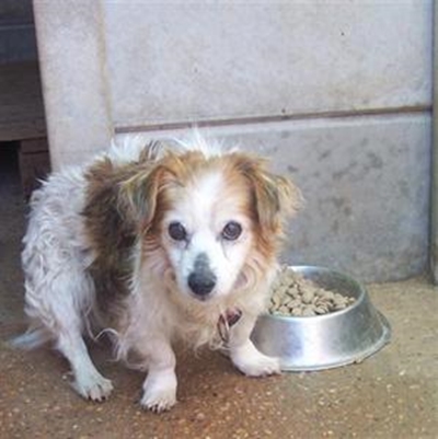 Hond se eienaar gesoek