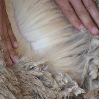 Herold Landboufees se merino-wenners