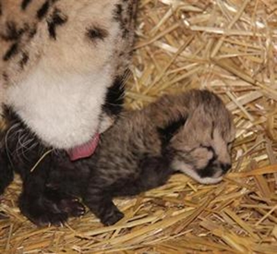 Wildlife ranch celebrates new additions