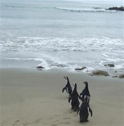 Penguins sent home