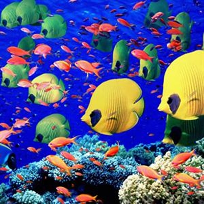 Dias Museum celebrates Marine Week