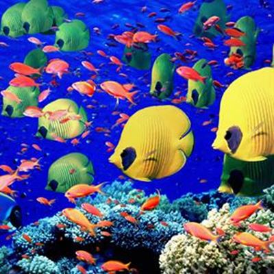 Dias Museum celebrates Marine Week