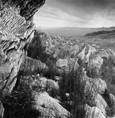 Photographic exploration of nature's vulnerable beauty