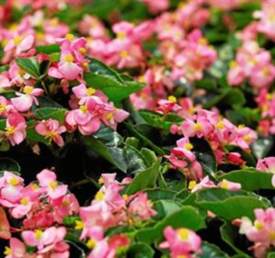 Beguiling begonia
