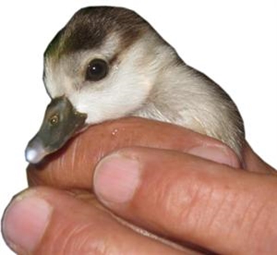 Chicks rescued from hotel swimming pool
