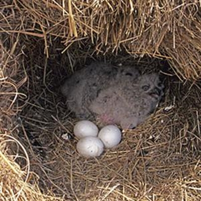 Van Kervel owl now safe