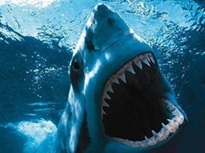California surfer killed in shark attack