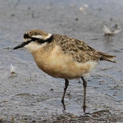 Calling all birders