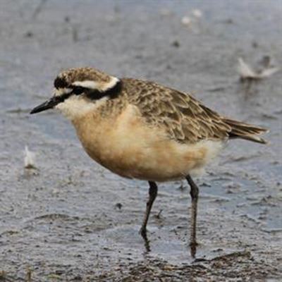 Calling all birders