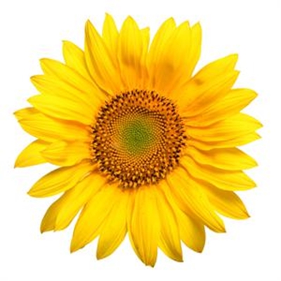 Sonneblomprojek benodig  vrywilligers