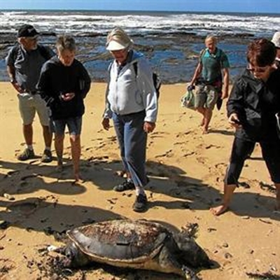 Loggerhead turtle washes up on beach