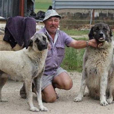Anatoliese berghonde uitstekende vee-oppassers