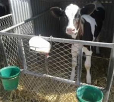 Basiese beginsels van kalf grootmaak