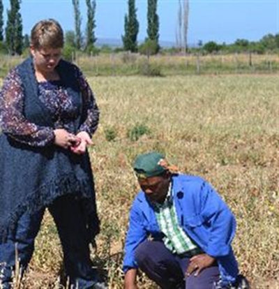 Tabakverbouing kry 'n hupstoot in Klein-Karoo