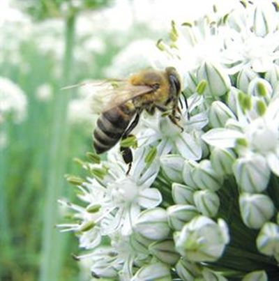 'Bees ain't working!'