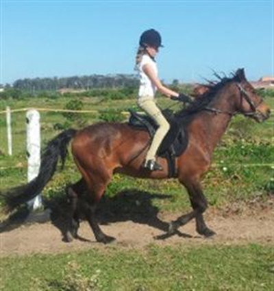 Perdeskou nie net pret vir ruiters