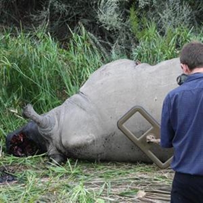 R100 000 reward for info about rhino