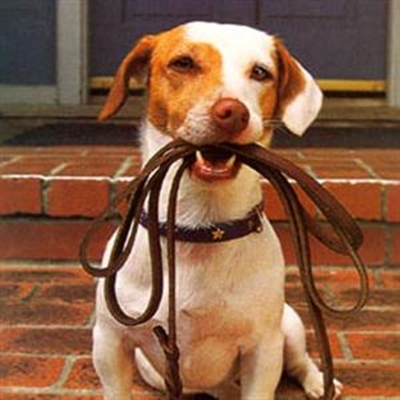 Dog's day out at Dias Festival