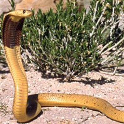 CapeNature ensures protection of snakes