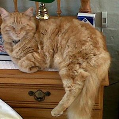 Owners worried about missing cat