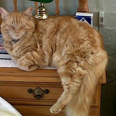 Owners worried about missing cat