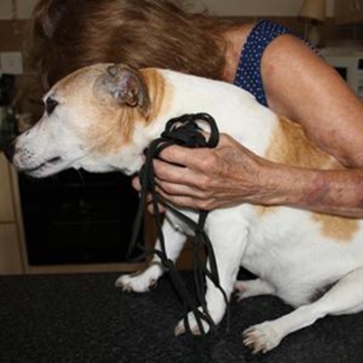 Elderly woman assaulted with hammer 