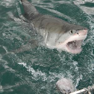 Meeting Mossel Bay's true celebrities