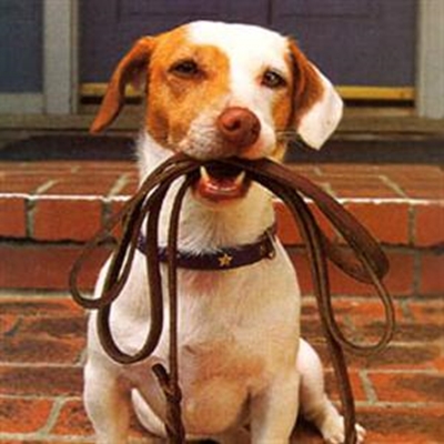 Dias Festival: legal fun for dog lovers