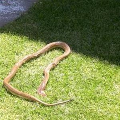 Slange aktief in somerhitte