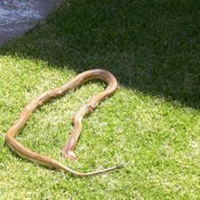 Slange aktief in somerhitte