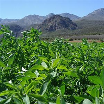Volhoubare lusernproduksie in Suid-Afrika