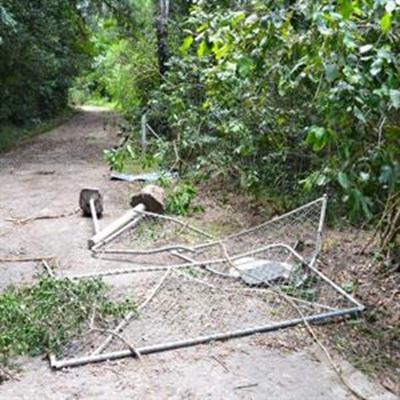 Elusive elephants leave teasing traces