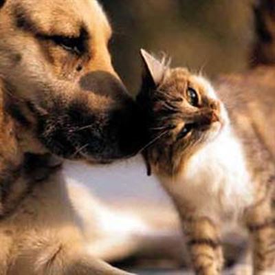 Dealing with stray animals 
