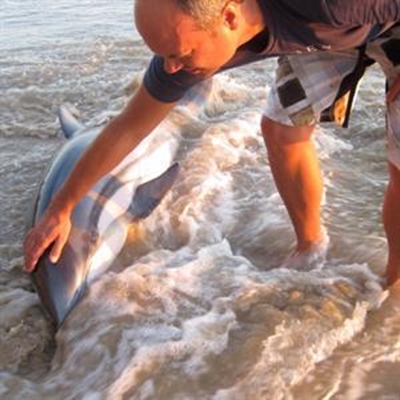 Doctor tries to rescue beached dolphin 