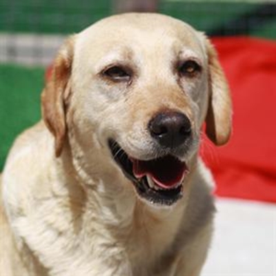 Injured Roxy’s owners found 