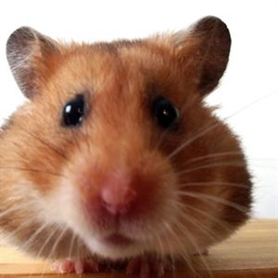 Estate agents and animals