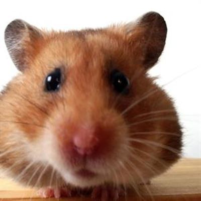 Estate agents and animals