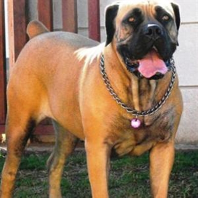 Boerboel appraisal this weekend 