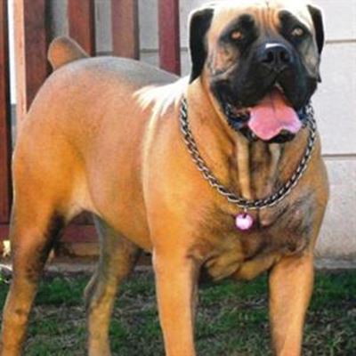 Boerboel appraisal this weekend 