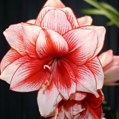Growing your own amaryllis 