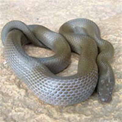 Conserving Mossel Bay snakes important